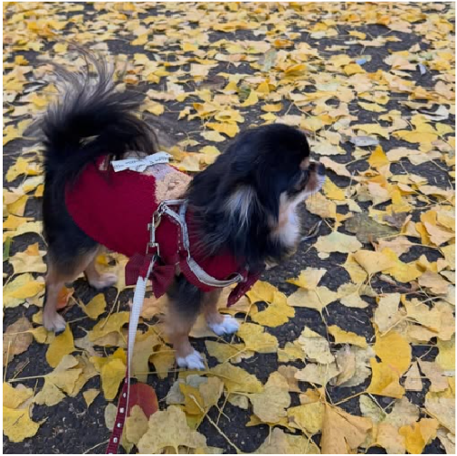 インスタグラムのイメージ